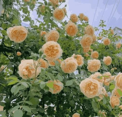 Elegant Climbing Rose Flo...