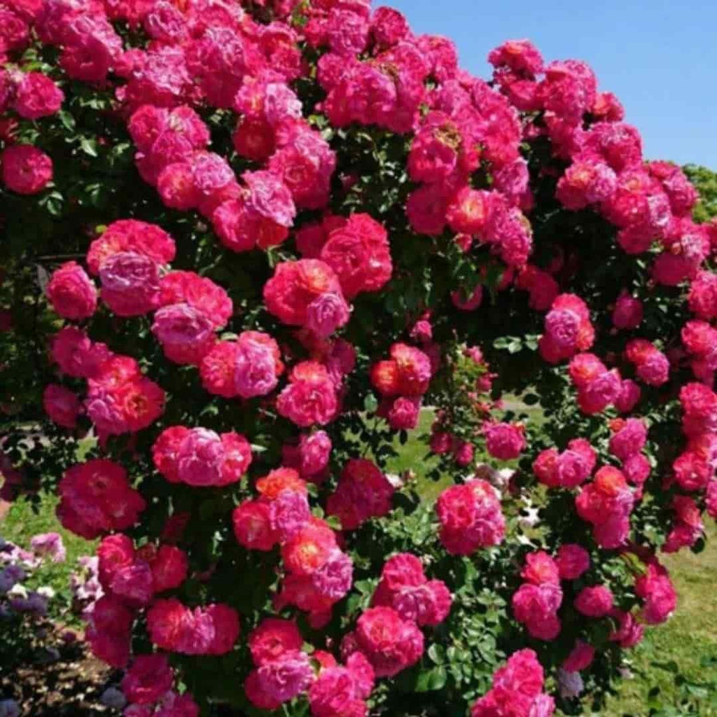 Elegant Climbing Rose Flo...