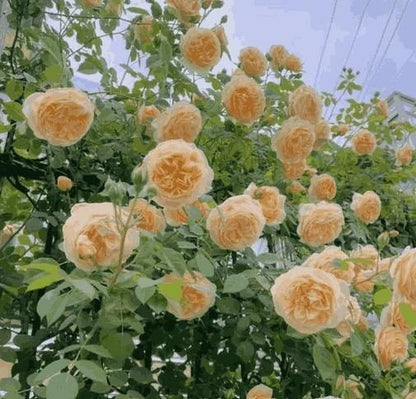 Elegant Climbing Rose Flo...